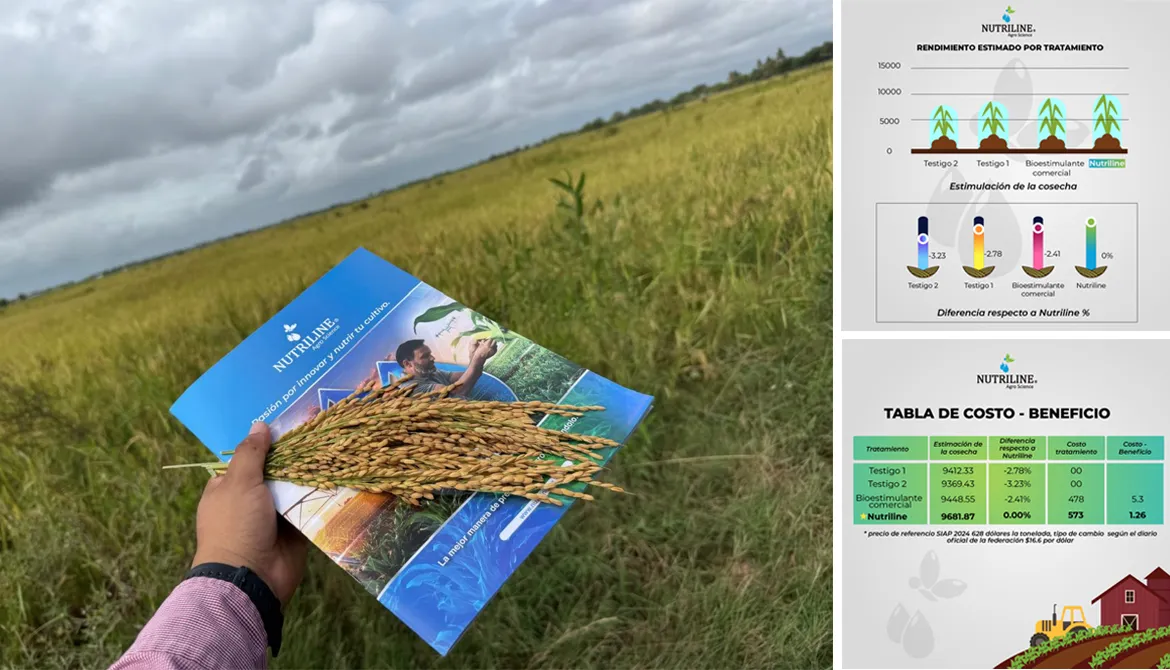 rendimiento de arroz en nayarit