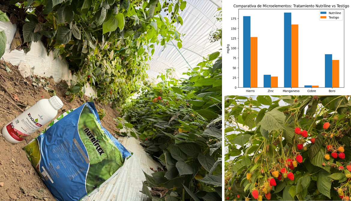 Microelementos vía fertirriego en frambuesa